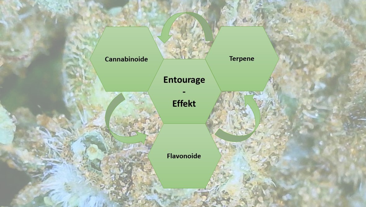 Der EntourageEffekt bei Cannabis diehanfapotheke